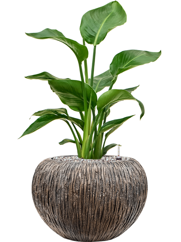 Strelitzia nicolai in Baq Luxe Lite Universe Waterfall Office Plant With Pot 66cm Height 21cm Dia