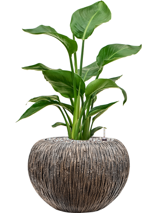 Strelitzia nicolai in Baq Luxe Lite Universe Waterfall Office Plant With Pot 66cm Height 21cm Dia