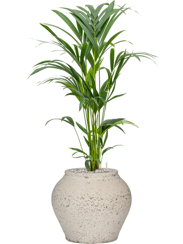 Kentia (Howea) forsteriana in Mediterranean Office Plant With Pot 102cm Height 19.5cm Dia