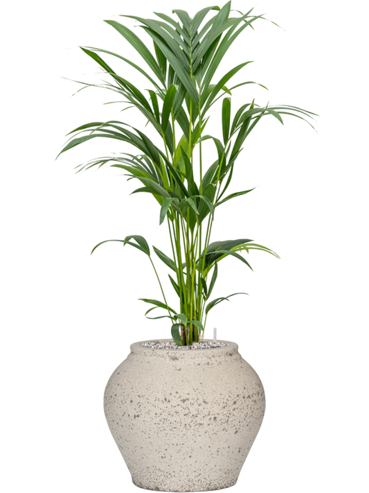 Kentia (Howea) forsteriana in Mediterranean Office Plant With Pot 102cm Height 19.5cm Dia