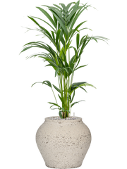 Kentia (Howea) forsteriana in Mediterranean Office Plant With Pot 102cm Height 19.5cm Dia