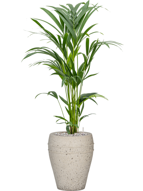 Kentia (Howea) forsteriana in Mediterranean Office Plant With Pot 102cm Height 19cm Dia