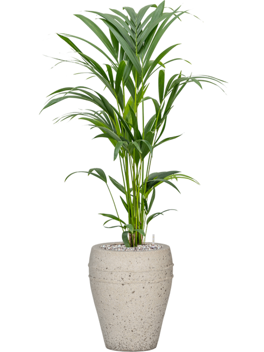 Kentia (Howea) forsteriana in Mediterranean Office Plant With Pot 102cm Height 19cm Dia