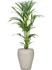 Kentia (Howea) forsteriana in Mediterranean Office Plant With Pot 102cm Height 19cm Dia