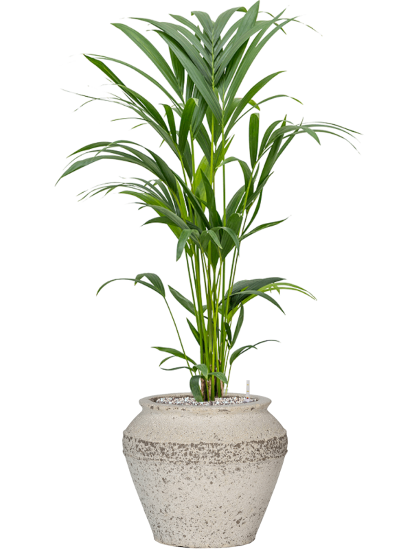 Kentia (Howea) forsteriana in Mediterranean Office Plant With Pot 98cm Height 21.5cm Dia