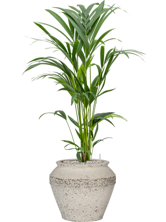 Kentia (Howea) forsteriana in Mediterranean Office Plant With Pot 98cm Height 21.5cm Dia