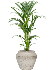 Kentia (Howea) forsteriana in Mediterranean Office Plant With Pot 98cm Height 21.5cm Dia