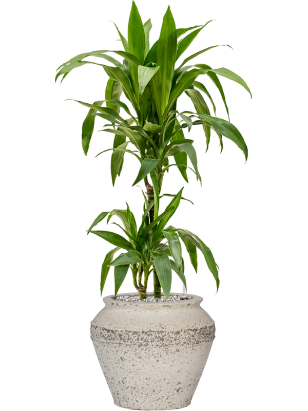 Dracaena fragrans 'Janet Craig' in Mediterranean Office Plant With Pot 98cm Height 21.5cm Dia