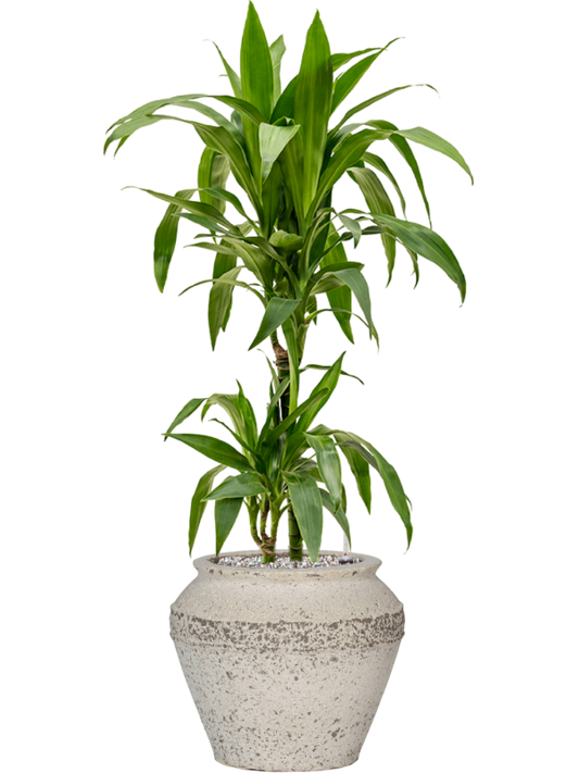 Dracaena fragrans 'Janet Craig' in Mediterranean Office Plant With Pot 98cm Height 21.5cm Dia