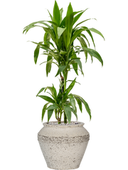 Dracaena fragrans 'Janet Craig' in Mediterranean Office Plant With Pot 98cm Height 21.5cm Dia