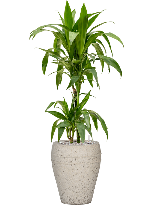 Dracaena fragrans 'Janet Craig' in Mediterranean Office Plant With Pot 102cm Height 19cm Dia