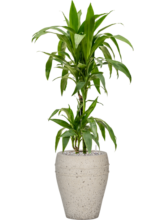 Dracaena fragrans 'Janet Craig' in Mediterranean Office Plant With Pot 102cm Height 19cm Dia