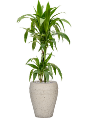 Dracaena fragrans 'Janet Craig' in Mediterranean Office Plant With Pot 102cm Height 19cm Dia