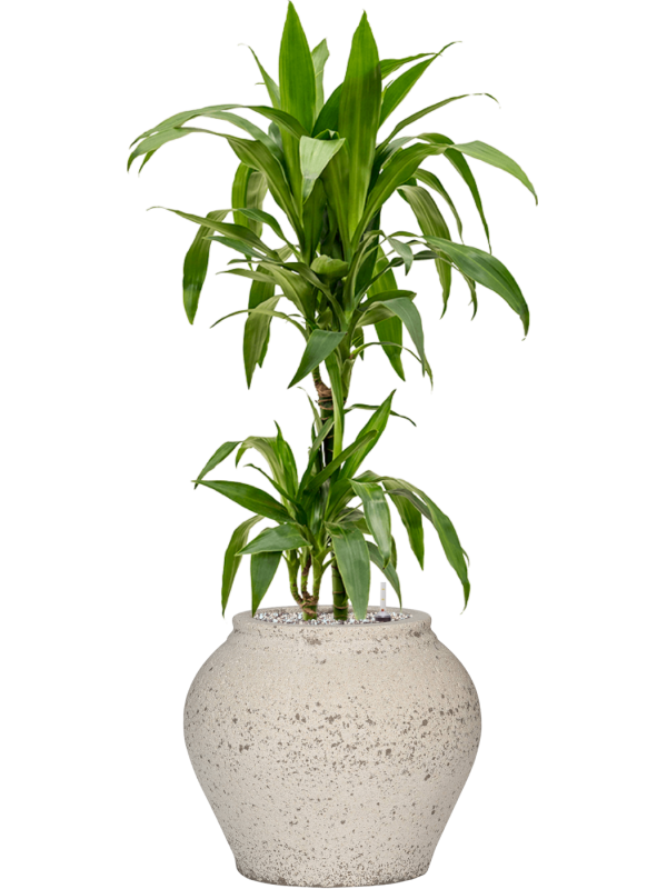 Dracaena fragrans 'Janet Craig' in Mediterranean Office Plant With Pot 102cm Height 19.5cm Dia