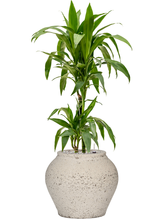 Dracaena fragrans 'Janet Craig' in Mediterranean Office Plant With Pot 102cm Height 19.5cm Dia