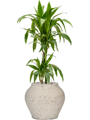 Dracaena fragrans 'Janet Craig' in Mediterranean Office Plant With Pot 102cm Height 19.5cm Dia