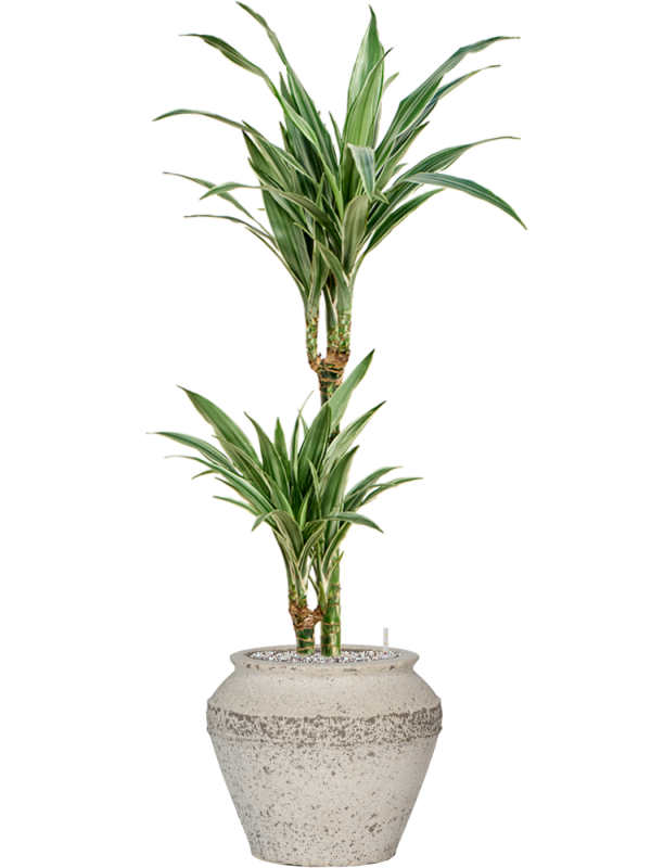 Dracaena deremensis 'Warneckei' in Mediterranean Office Plant With Pot 108cm Height 21.5cm Dia