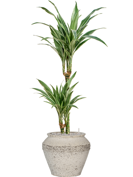 Dracaena deremensis 'Warneckei' in Mediterranean Office Plant With Pot 108cm Height 21.5cm Dia