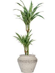 Dracaena deremensis 'Warneckei' in Mediterranean Office Plant With Pot 108cm Height 21.5cm Dia