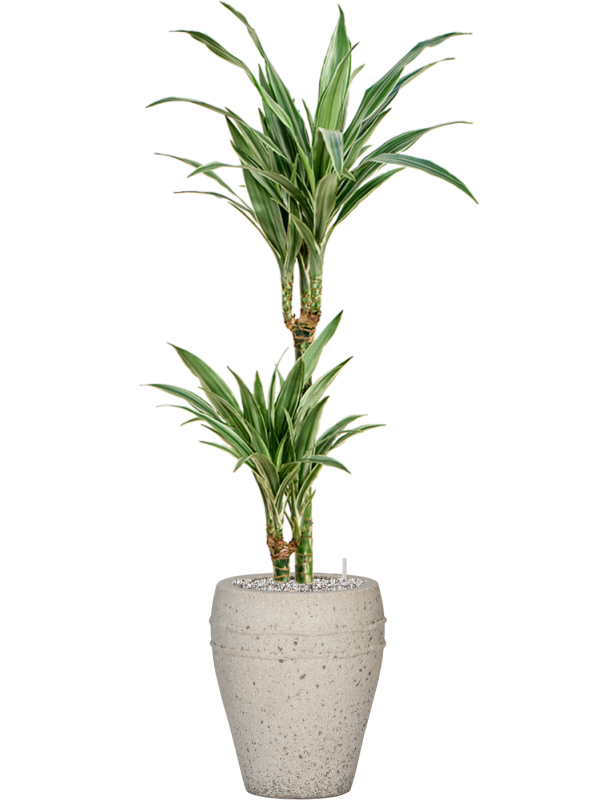 Dracaena deremensis 'Warneckei' in Mediterranean Office Plant With Pot 112cm Height 19cm Dia