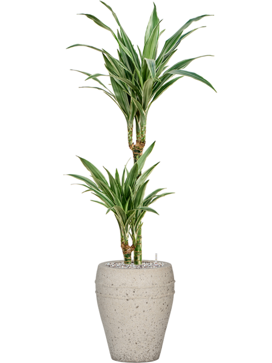 Dracaena deremensis 'Warneckei' in Mediterranean Office Plant With Pot 112cm Height 19cm Dia