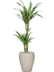 Dracaena deremensis 'Warneckei' in Mediterranean Office Plant With Pot 112cm Height 19cm Dia