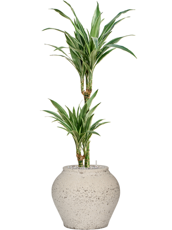 Dracaena deremensis 'Warneckei' in Mediterranean Office Plant With Pot 112cm Height 19.5cm Dia