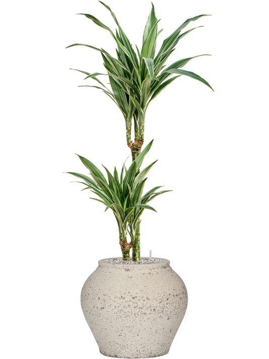 Dracaena deremensis 'Warneckei' in Mediterranean Office Plant With Pot 112cm Height 19.5cm Dia