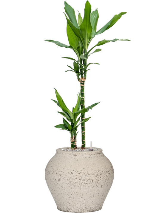 Dracaena fragrans 'Burundii' in Mediterranean Office Plant With Pot 102cm Height 19.5cm Dia