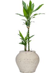 Dracaena fragrans 'Burundii' in Mediterranean Office Plant With Pot 102cm Height 19.5cm Dia