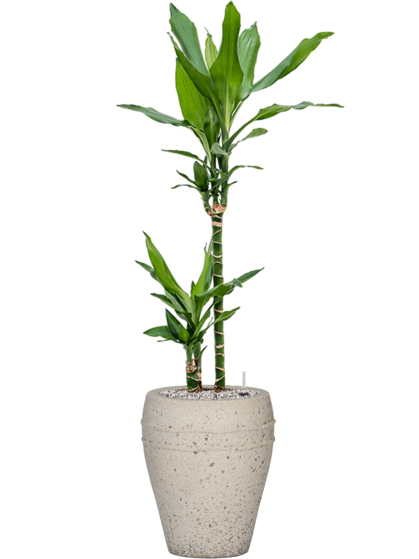 Dracaena fragrans 'Burundii' in Mediterranean Office Plant With Pot 102cm Height 19cm Dia