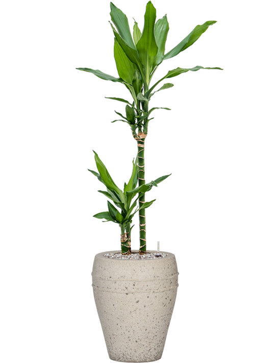 Dracaena fragrans 'Burundii' in Mediterranean Office Plant With Pot 102cm Height 19cm Dia