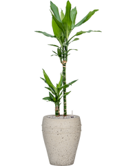 Dracaena fragrans 'Burundii' in Mediterranean Office Plant With Pot 102cm Height 19cm Dia