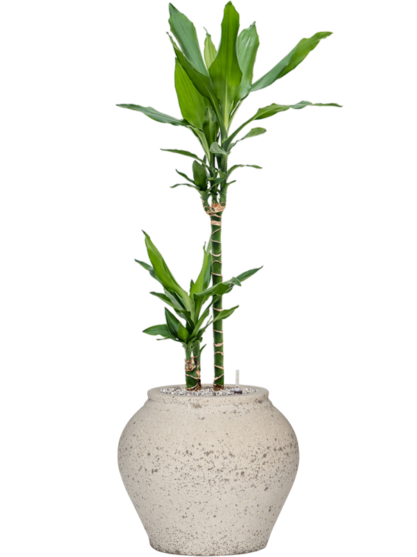 Dracaena fragrans 'Burundii' in Mediterranean Office Plant With Pot 102cm Height 19.5cm Dia