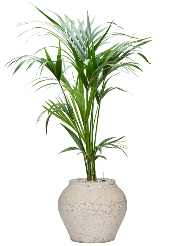 Kentia (Howea) forsteriana in Mediterranean Office Plant With Pot 117cm Height 19.5cm Dia