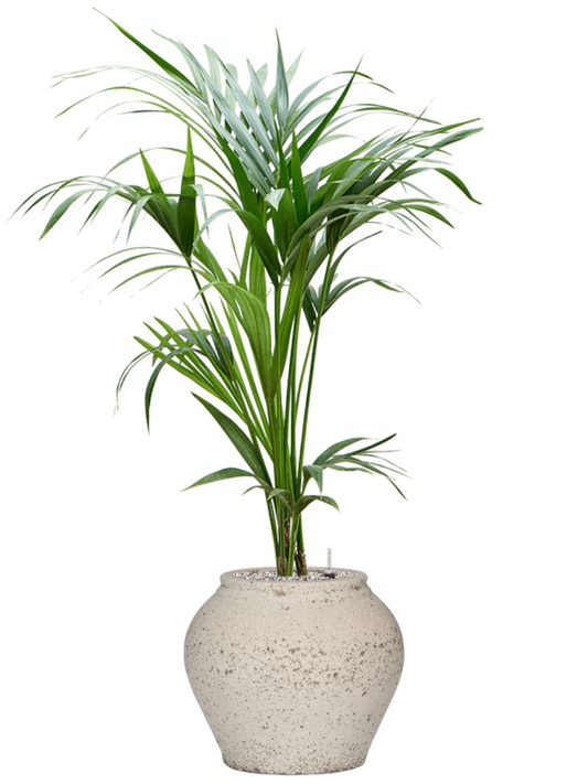 Kentia (Howea) forsteriana in Mediterranean Office Plant With Pot 117cm Height 19.5cm Dia