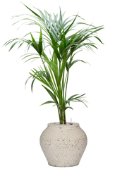 Kentia (Howea) forsteriana in Mediterranean Office Plant With Pot 117cm Height 19.5cm Dia