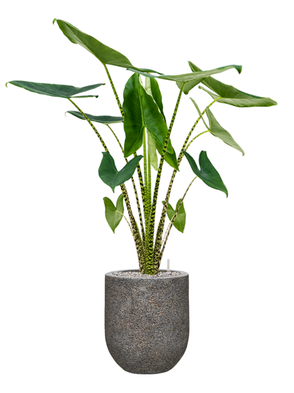 Alocasia zebrina in Baq Naturescast Office Plant With Pot 119cm Height 24cm Dia