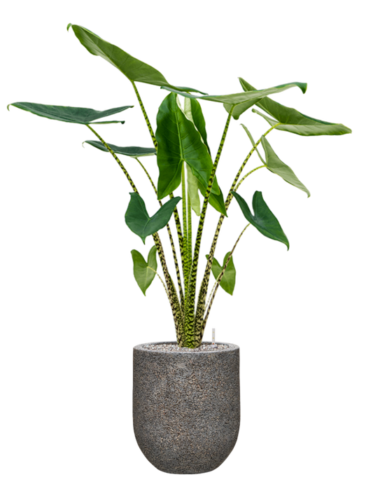 Alocasia zebrina in Baq Naturescast Office Plant With Pot 119cm Height 24cm Dia