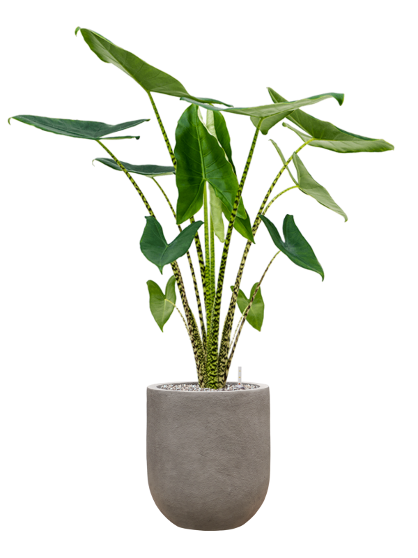 Alocasia zebrina in Baq Nucast Office Plant With Pot 120cm Height 24cm Dia