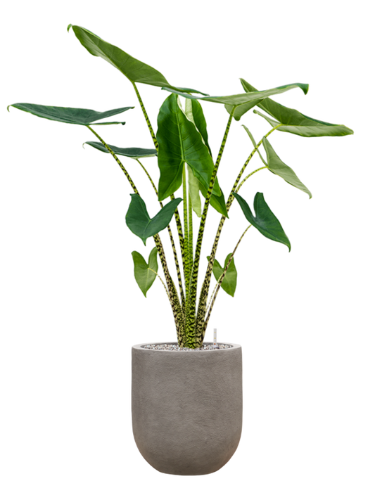 Alocasia zebrina in Baq Nucast Office Plant With Pot 120cm Height 24cm Dia