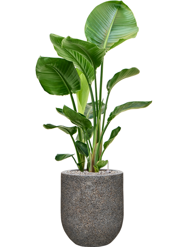 Strelitzia nicolai in Baq Naturescast Office Plant With Pot 110cm Height 24cm Dia