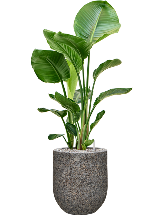 Strelitzia nicolai in Baq Naturescast Office Plant With Pot 110cm Height 24cm Dia