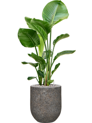 Strelitzia nicolai in Baq Naturescast Office Plant With Pot 110cm Height 24cm Dia