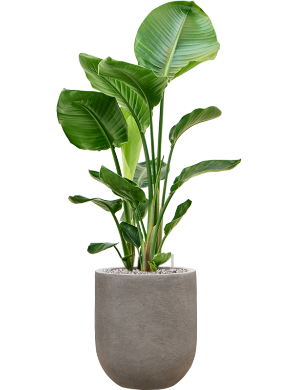 Strelitzia nicolai in Baq Nucast Office Plant With Pot 110cm Height 24cm Dia