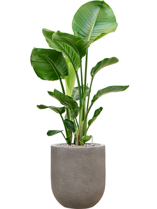 Strelitzia nicolai in Baq Nucast Office Plant With Pot 110cm Height 24cm Dia