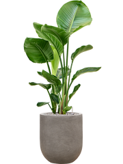 Strelitzia nicolai in Baq Nucast Office Plant With Pot 110cm Height 24cm Dia