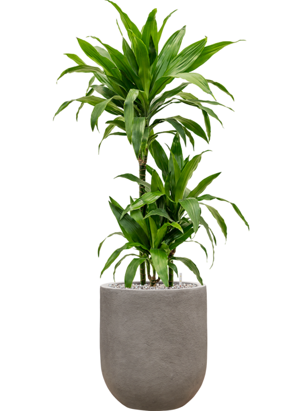 Dracaena fragrans 'Janet Craig' in Baq Nucast Office Plant With Pot 112cm Height 24cm Dia