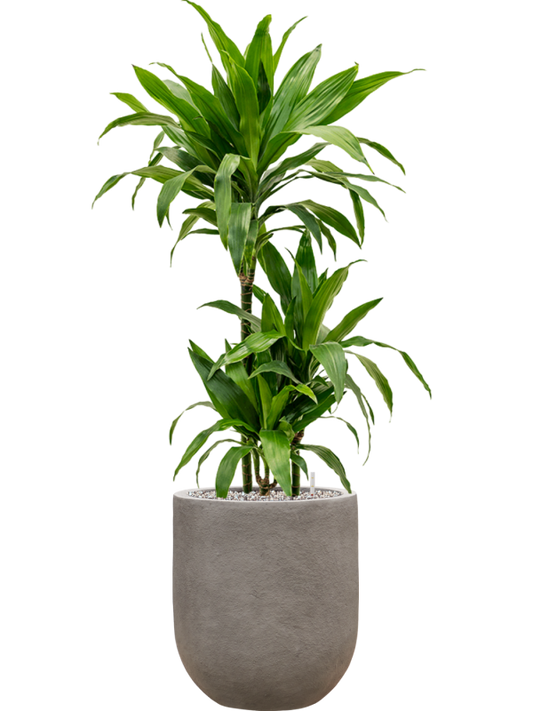 Dracaena fragrans 'Janet Craig' in Baq Nucast Office Plant With Pot 112cm Height 24cm Dia