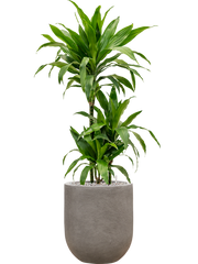 Dracaena fragrans 'Janet Craig' in Baq Nucast Office Plant With Pot 112cm Height 24cm Dia